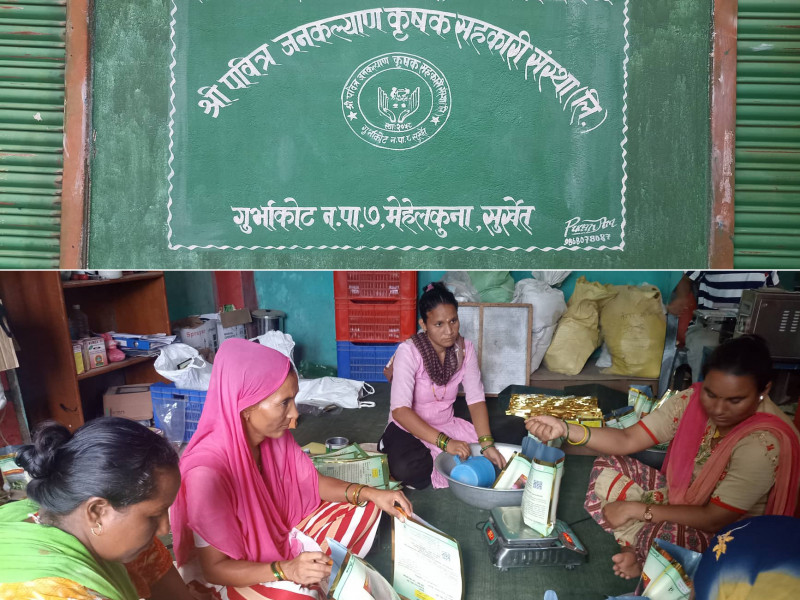 बिउ उत्पादनमा आत्मनिर्भर बन्दै पूर्वी सुर्खेत, पहिले आयात हुन्थ्यो, अहिले निर्यात